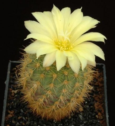 Frailea_heliosa